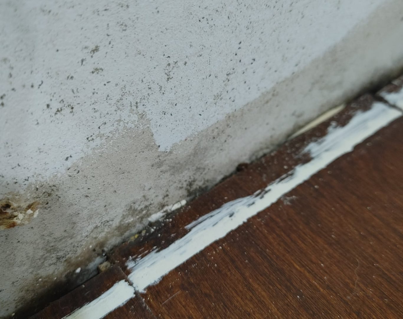 Mold Testing Near Me